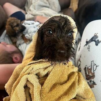 Ezra Michael -  Poodle and Mixed Breed Dog for Adoption in Alma, Wisconsin - Ezra Michael | PetCurious