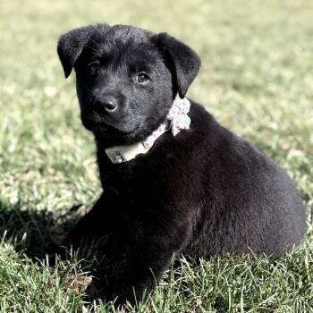 Labrador Retriever and Shepherd Dogs Available for Adoption - Lightning | PetCurious