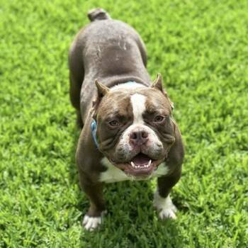 Frozone -  American Bulldog Dog for Adoption in Las Vegas, Nevada - Frozone | PetCurious