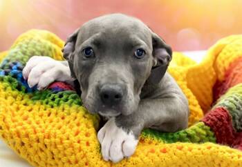 SUNNY -  American Bulldog and Mixed Breed Dog for Adoption in Fort Lauderdale, Florida - SUNNY | PetCurious
