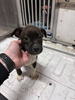 Terrier and Mixed Breed Dogs Available for Adoption - Delores | PetCurious