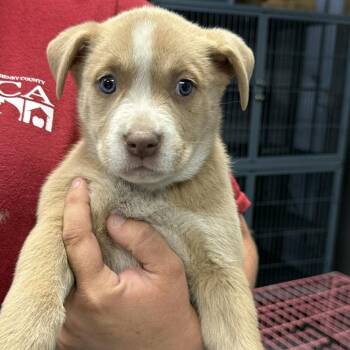 Mixed Breed Dogs Available for Adoption in Martinsville, Virginia - Jennifer Jareau | PetCurious