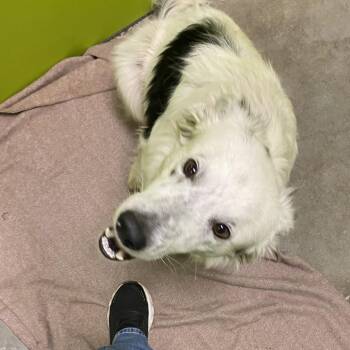 Rex -  Border Collie and Mixed Breed Dog Available for Adoption in Spokane, Washington - Rex | PetCurious