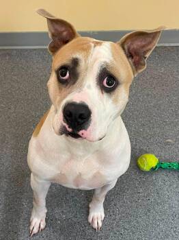 Butch -  Pit Bull Terrier Dog for Adoption in Covington, Virginia - Butch | PetCurious