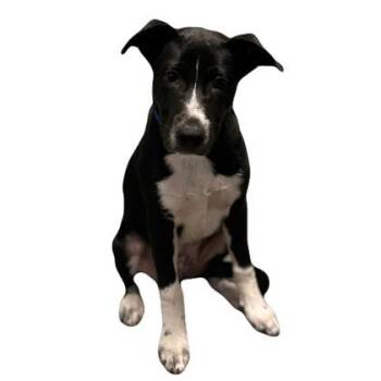 Bogey -  Border Collie Dog for Adoption in Red Bluff, California - Bogey | PetCurious