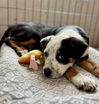 Ziggy -  Australian Cattle Dog Blue Heeler and Rottweiler Dog for Adoption in Thompson Falls, Montana - Ziggy | PetCurious