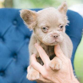 Pickle -  French Bulldog Dog for Adoption in Zionsville, Indiana - Pickle | PetCurious