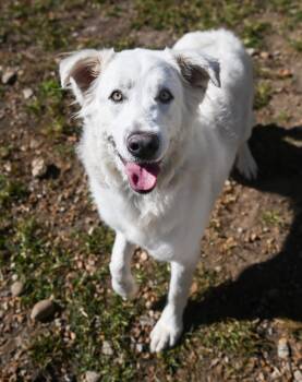 Perla -  Great Pyrenees Dog for Adoption in Chattanooga, Tennessee - Perla | PetCurious