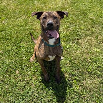 Milton -  Plott Hound and Mixed Breed Dog for Adoption in Uniontown, Pennsylvania - Milton | PetCurious