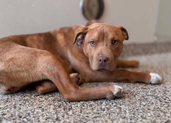 Mixed Breed Dogs Available for Adoption - Aurora | PetCurious