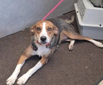 Honey -  Hound Dog for Adoption in Hollister, Missouri - Honey | PetCurious