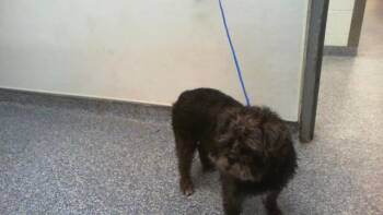 Cairn Terrier and Mixed Breed Dogs Available for Adoption - ABIGAIL | PetCurious
