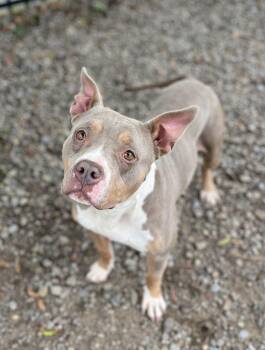 Sabrina -  Pit Bull Terrier Dog for Adoption in Buffalo, New York - Sabrina | PetCurious