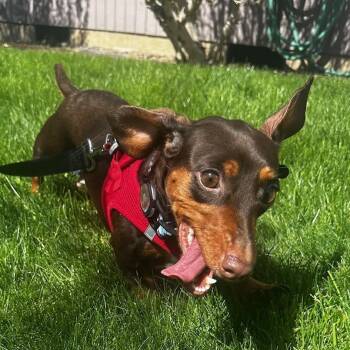 Dachshund Dogs Available for Adoption - Cookie (Coming Soon) | PetCurious