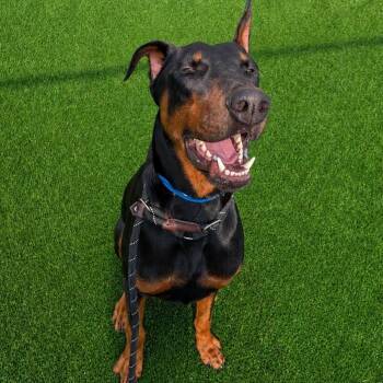 Drago -  Doberman Pinscher Dog for Adoption in Chicago, Illinois - Drago | PetCurious