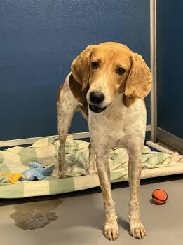 Rescue Hound Dogs for Adoption in Blackstone, Virginia - Possum | PetCurious