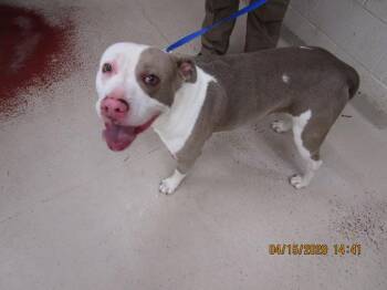 Pit Bull Terrier Dogs Available for Adoption in Marietta, Georgia - Rock(802) | PetCurious