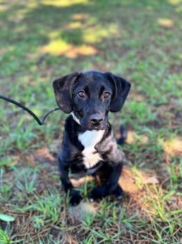 Black Labrador Retriever and Mixed Breed Dogs Available for Adoption in Aiken, South Carolina - Captain | PetCurious