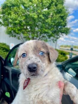 Oyster -  Australian Shepherd and Mixed Breed Dog for Adoption in Fort Collins, Colorado - Oyster | PetCurious