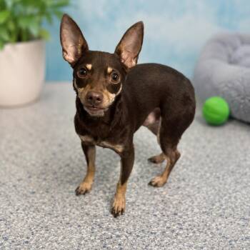 Coco -  Miniature Pinscher and Chihuahua Dog for Adoption - Coco | PetCurious