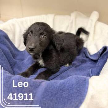 Rescue Labrador Retriever Dogs for Adoption in Bainbridge, Georgia - L Pups | PetCurious