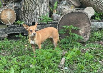 Lolo (Please read description) -  Chihuahua Dog for Adoption in De Pere, Wisconsin - Lolo (Please Read Description) | PetCurious