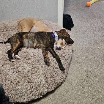 Mixed Breed Dogs Available for Adoption - Elayna Brendel | PetCurious