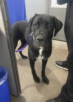 Mixed Breed Dogs Available for Adoption in Dallas, Texas - ROX | PetCurious
