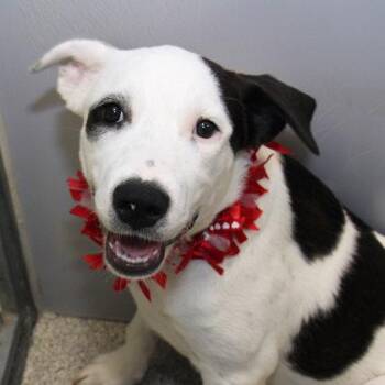 Queen of Hearts -  Mixed Breed Dog for Adoption in Lansing, Michigan - Queen Of Hearts | PetCurious