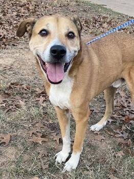 American Staffordshire Terrier Dogs Available for Adoption - Beau | PetCurious