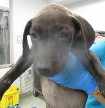 Pit Bull Terrier Dogs Available for Adoption in Oklahoma City, Oklahoma - A472734 | PetCurious