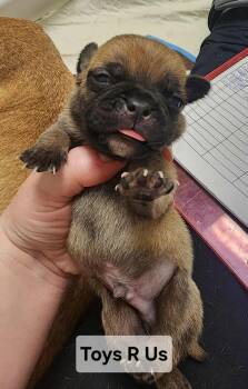 Toys R Us -  Mixed Breed Dog for Adoption - Toys R Us | PetCurious