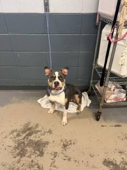 LILA -  American Staffordshire Terrier and Mixed Breed Dog for Adoption in Tallahassee, Florida - LILA | PetCurious