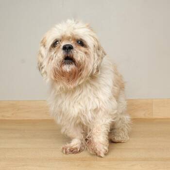 Shih Tzu Dogs Available for Adoption in Minnetonka, Minnesota - Sprout D68830 | PetCurious