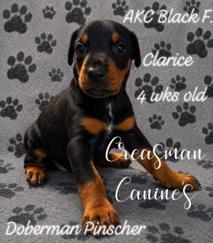 Clarice. Black F. Doberman Pinscher Puppy -  Doberman Pinscher Dog for Sale in Ider, Alabama - Clarice. Black F. Doberman Pinscher Puppy | PetCurious