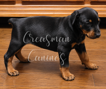 Clarice. Black F. Doberman Pinscher Puppy -  Doberman Pinscher Dog for Sale in Ider, Alabama - Clarice. Black F. Doberman Pinscher Puppy | PetCurious