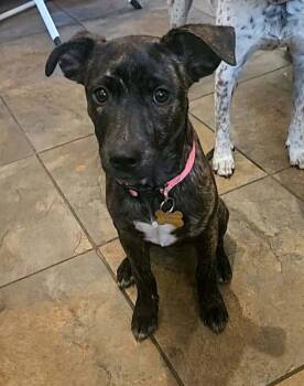 ASHLEY -  Labrador Retriever Dog for Adoption in Broomfield, Colorado - ASHLEY | PetCurious