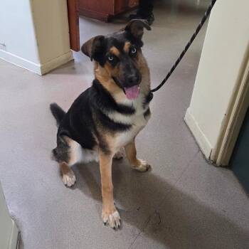 Lucian -  German Shepherd Dog and Husky Dog for Adoption in Pasadena, California - Lucian | PetCurious