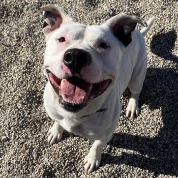 Rescue Mixed Breed Dogs for Adoption in Janesville, Wisconsin - Ghost | PetCurious