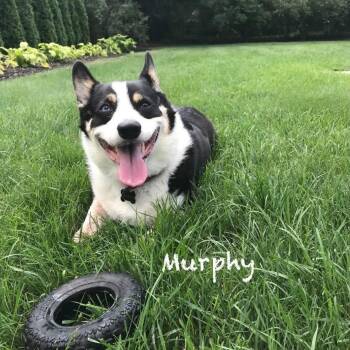 Murphy -  Corgi Dog for Adoption in Rochester Hills, Michigan - Murphy | PetCurious