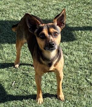 Chihuahua and Dachshund Dogs Available for Adoption - BEAR | PetCurious