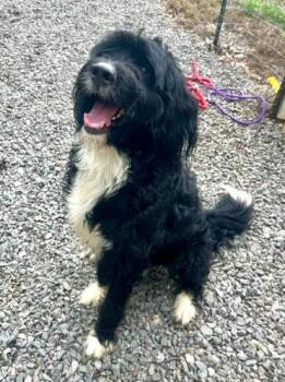 Kane -  Bernese Mountain Dog and Poodle Dog Available for Adoption in Mocksville, North Carolina - Kane | PetCurious