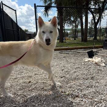 Rescue Mixed Breed Dogs for Adoption in West Palm Beach, Florida - Lucky | PetCurious