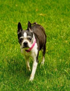 Diamond -  Boston Terrier Dog for Adoption in La Grange Park, Illinois - Diamond | PetCurious