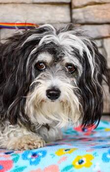 Lhasa Apso and Poodle Dogs Available for Adoption in Yakima, Washington - Crissy | PetCurious