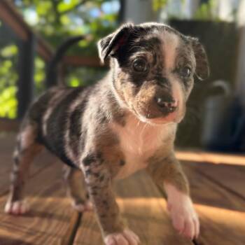 Zeus -  Australian Shepherd and Mixed Breed Dog for Adoption in Evensville, Tennessee - Zeus | PetCurious