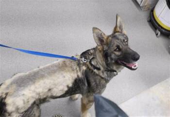 German Shepherd Dog and Mixed Breed Dogs Available for Adoption - CHARLOTTE | PetCurious