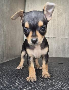 Chihuahua Dogs Available for Adoption in San Antonio, Texas - MIRABELL | PetCurious