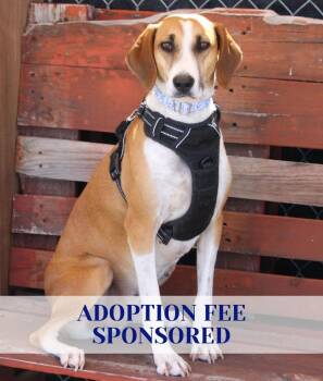Hound and Mixed Breed Dogs Available for Adoption in Savage, Minnesota - Star | PetCurious
