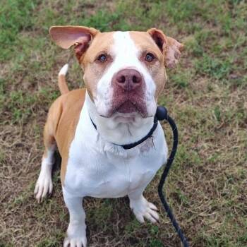 Hank -  Pit Bull Terrier Dog for Adoption in Springdale, Arkansas - Hank | PetCurious